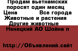 Продам вьетнамских поросят,один месяц › Цена ­ 3 000 - Все города Животные и растения » Другие животные   . Ненецкий АО,Шойна п.